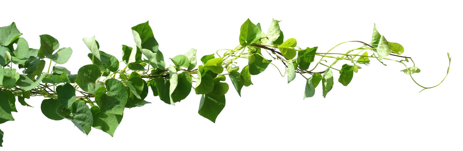 Plant Steam