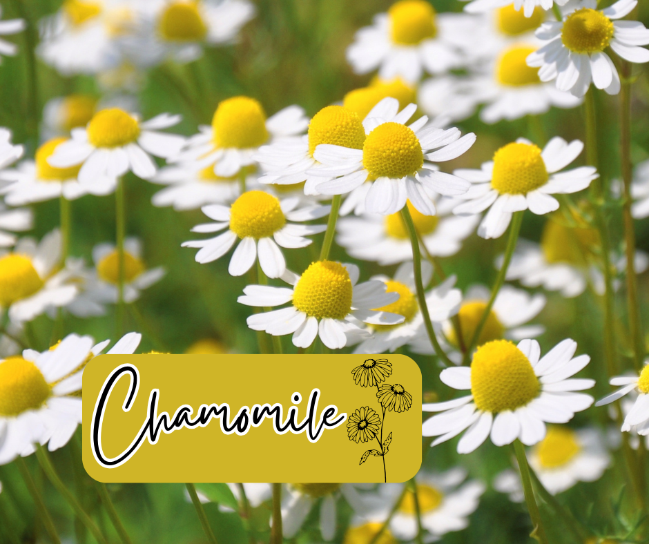 Chamomile