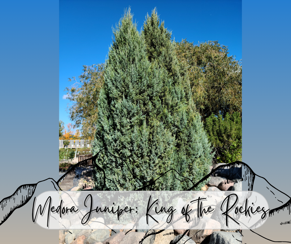 Medora Juniper King Of The Rockies Blog Photo