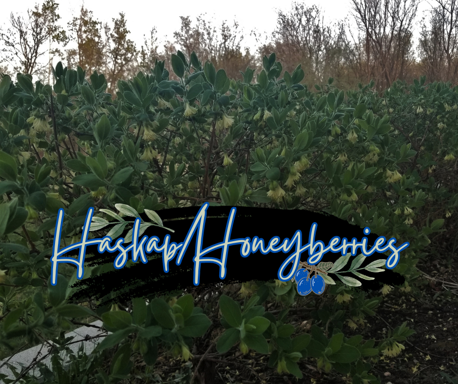 Haskaphoneyberries