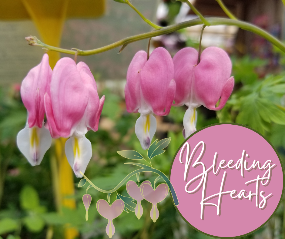 Bleeding Hearts Blog Photo