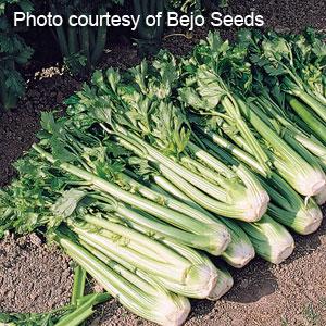 Celery Tango