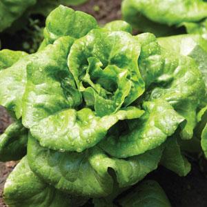 Lettuce Buttercrunch 2