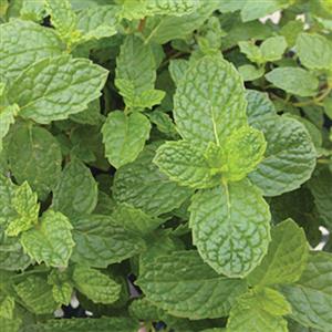 Mint Mojito