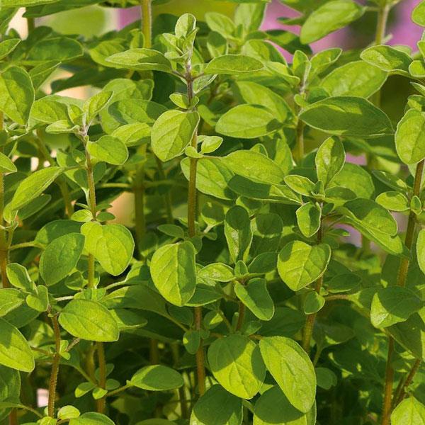 Oregano Italian