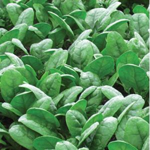 Spinach Crescent