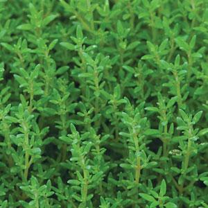 Thyme Summer