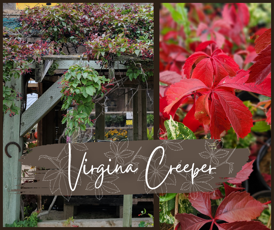 Virgina Creeper Blog Photo
