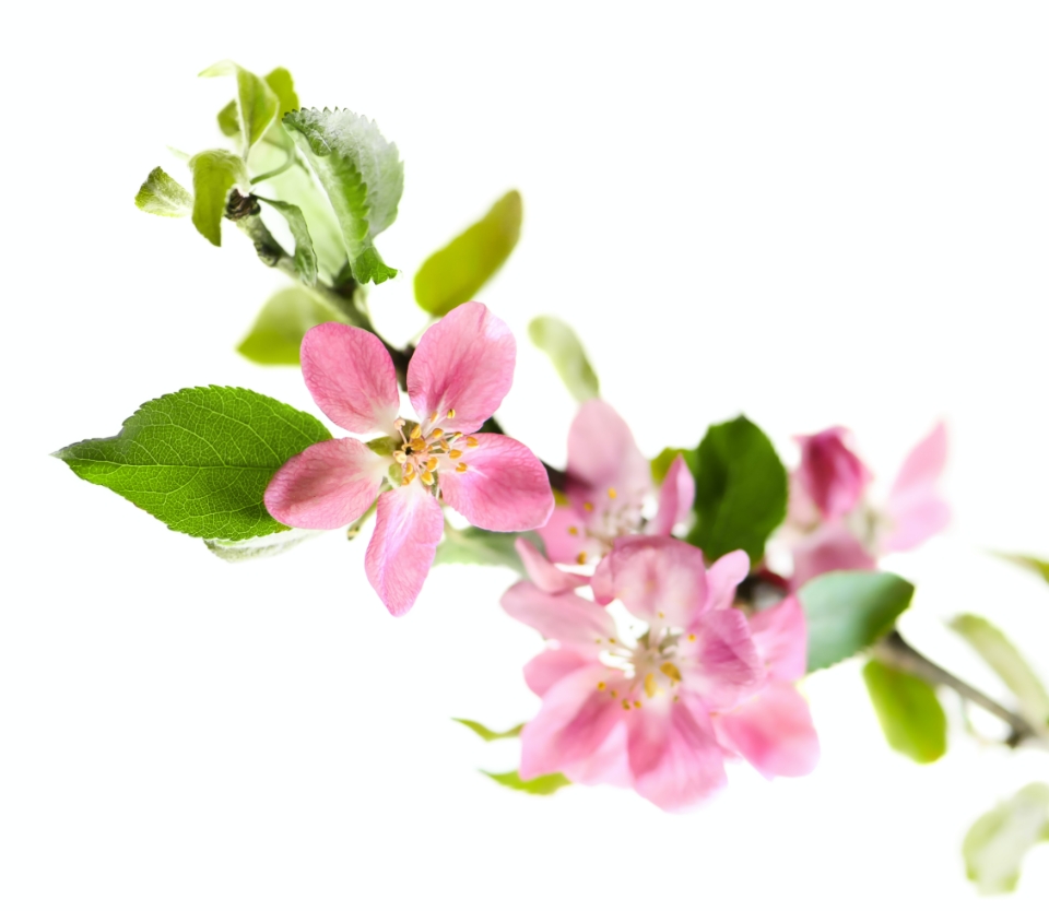 Flower Home