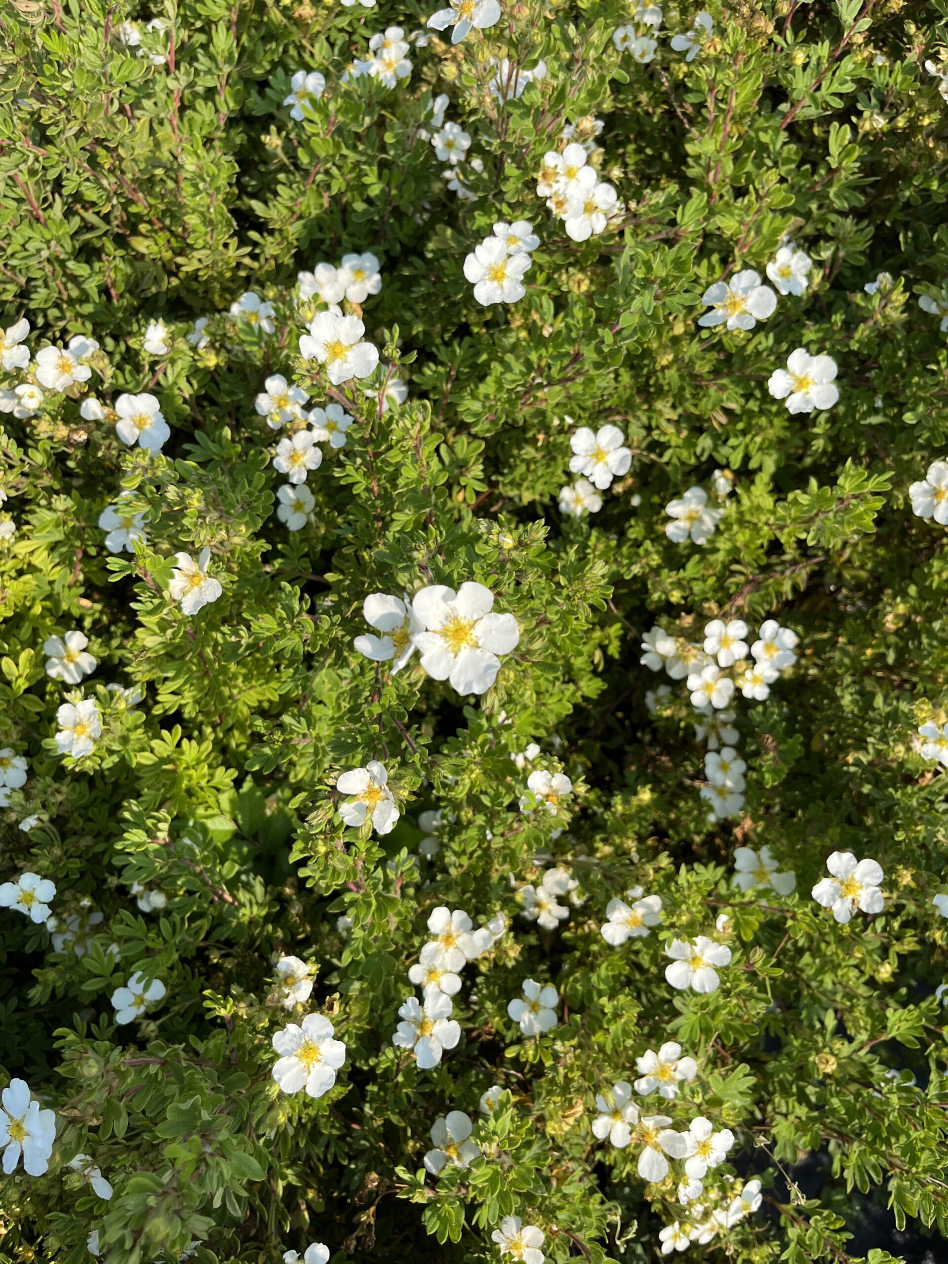 Abbotswood Potentilla