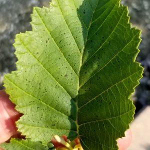 Alder Mountain Leaf