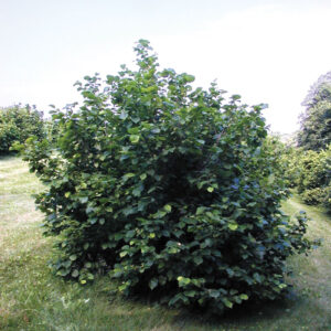 American Hazelnut