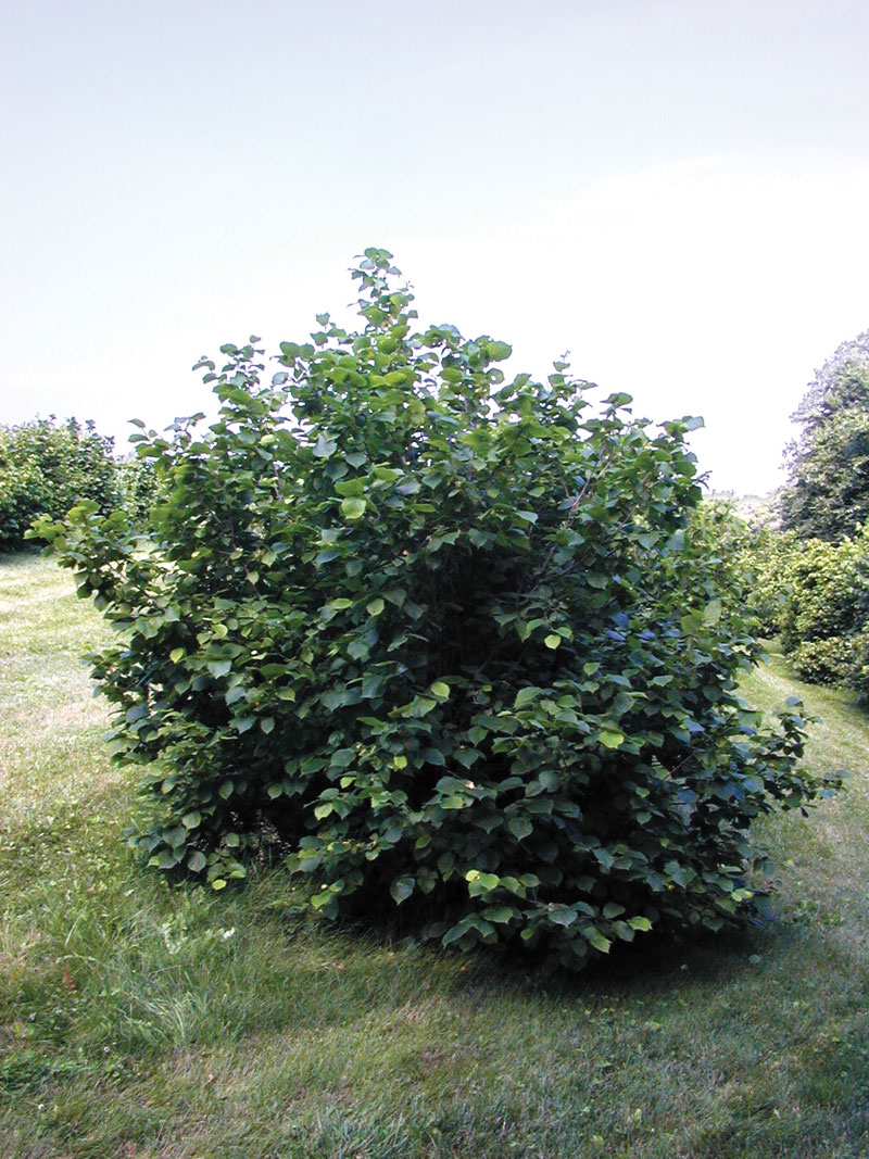 American Hazelnut