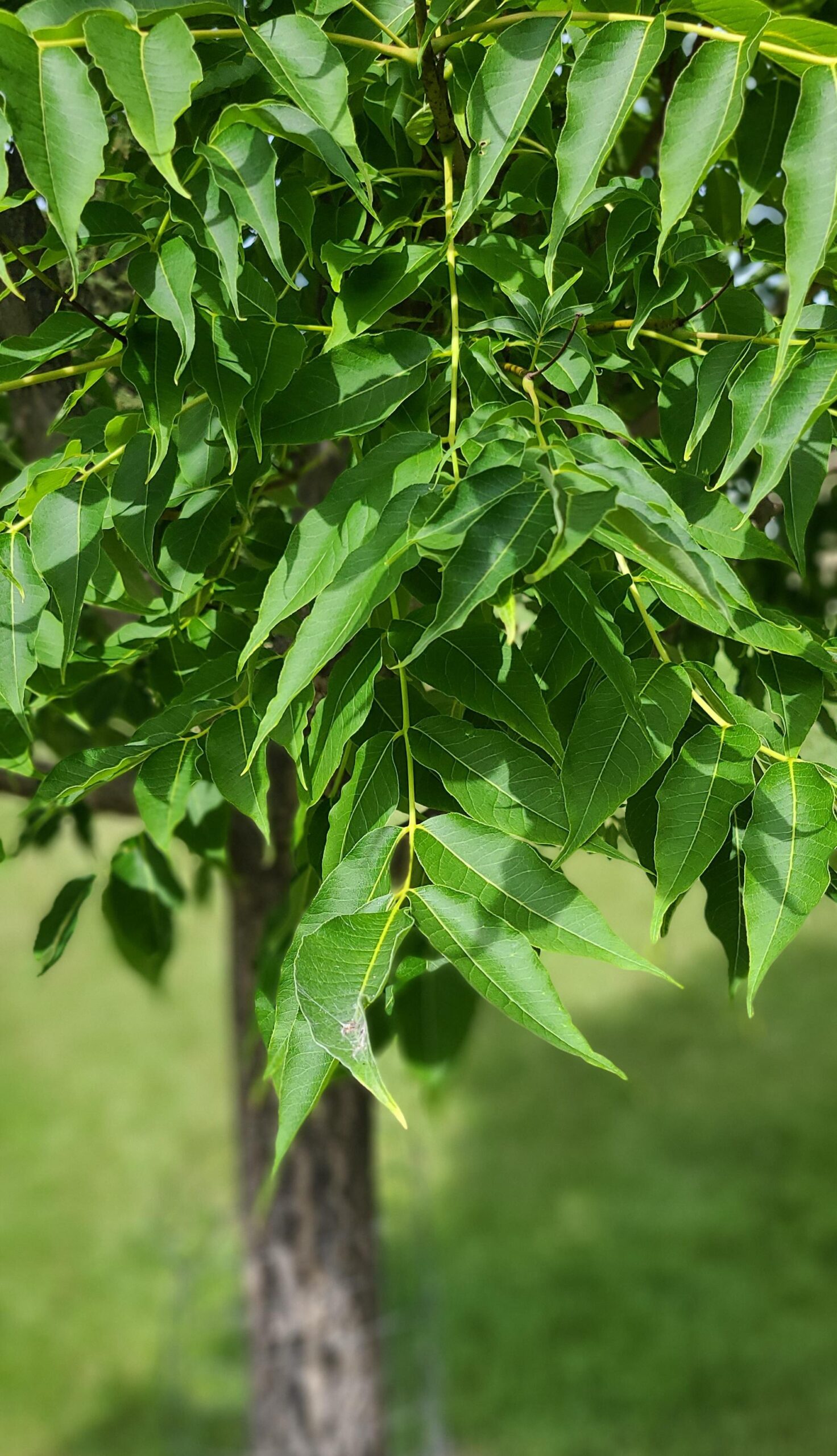 Amur Cork Foliage