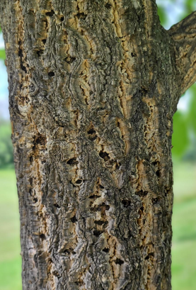 Amur Cork Edited
