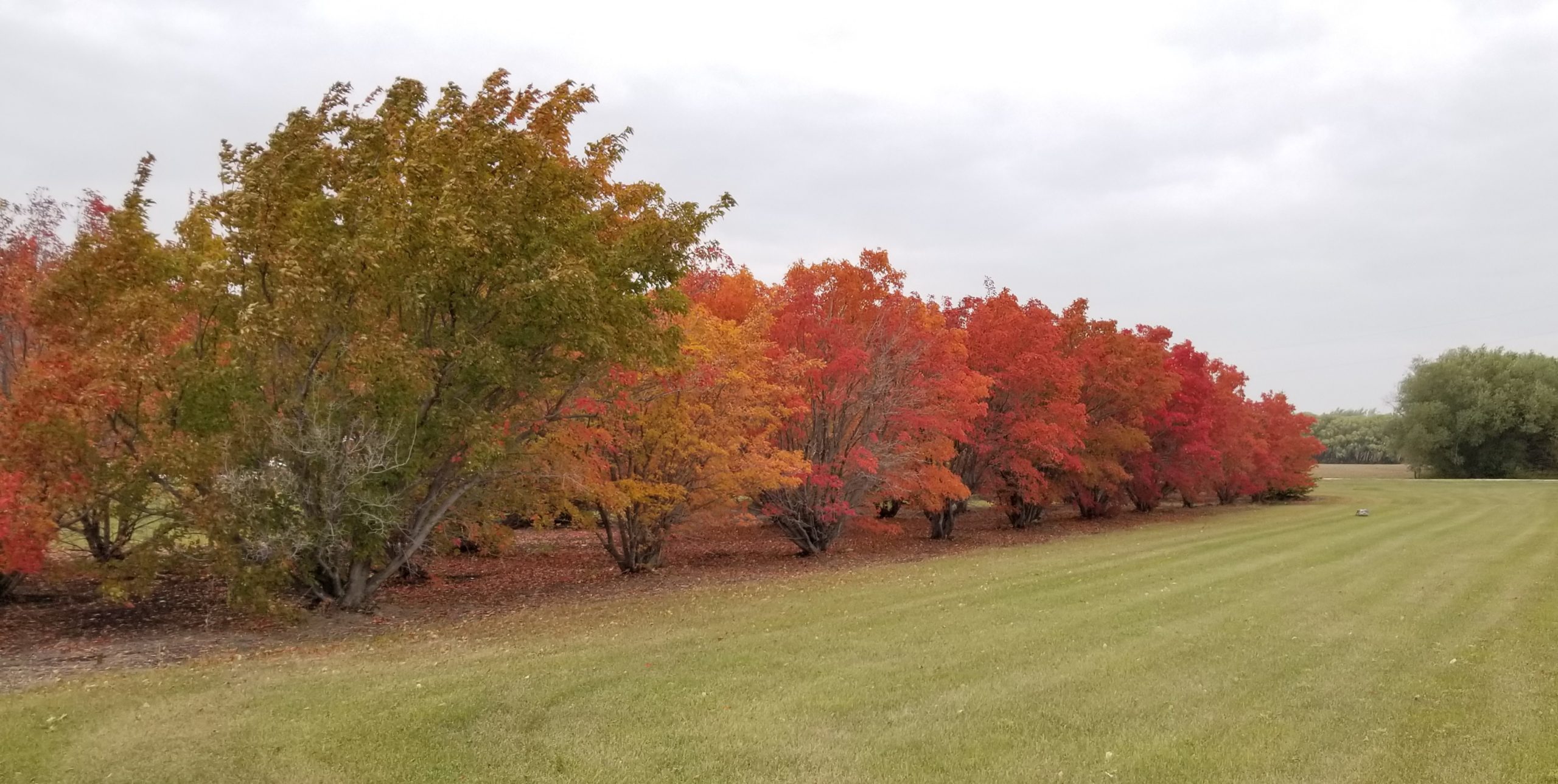 Amur Maple (fall Colour) Gradient Row
