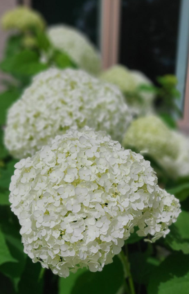 Annabelle Hydrangea Edited