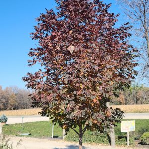 Ash Nobility Fall Colour Falks (small)