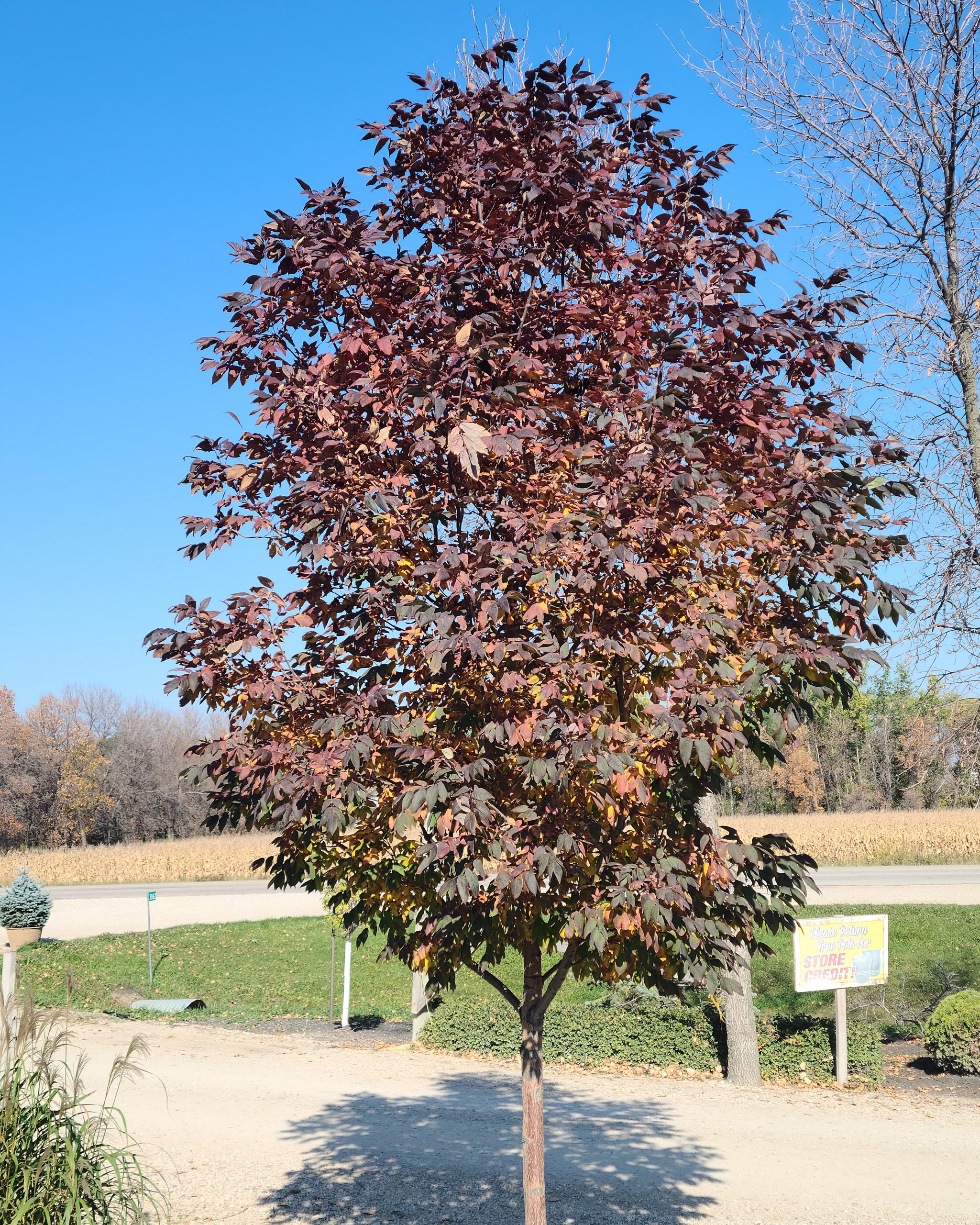 Ash Nobility Fall Colour Falks (small)
