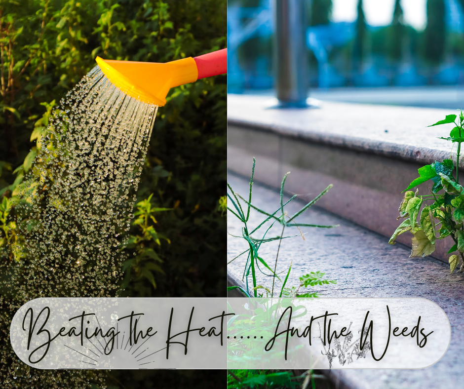 Beating The Heat.. And The Weeds Blog Photo