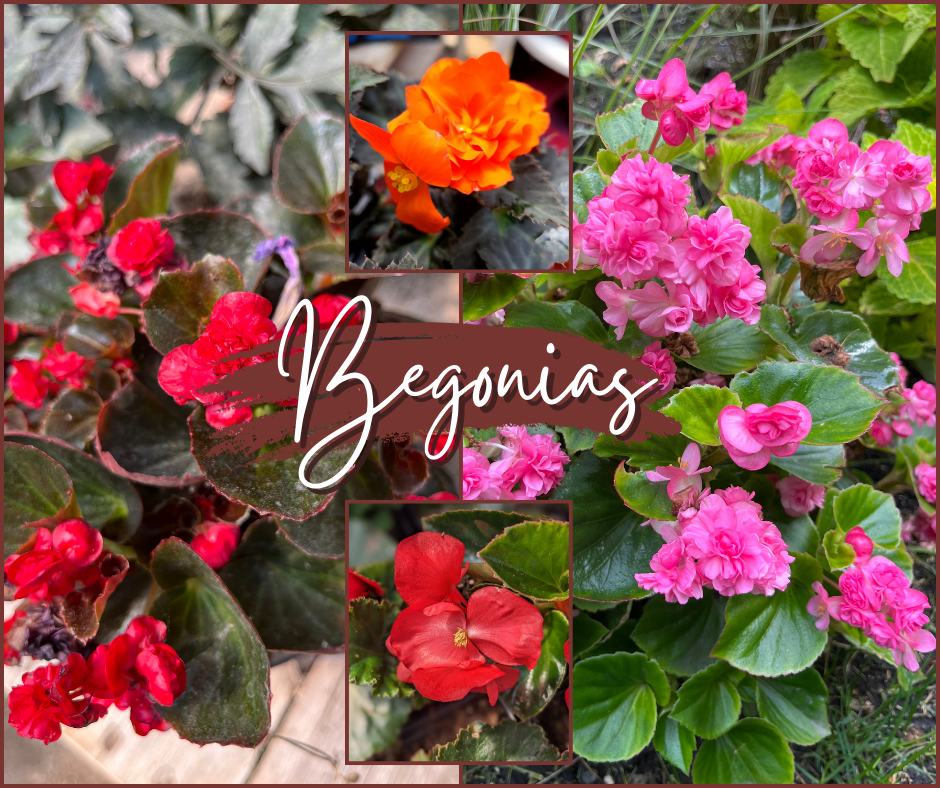 Begonias