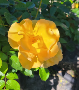 Bill Reid Rose Edited 2