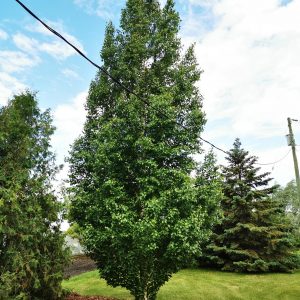Birch Dakota Pinnacle 1