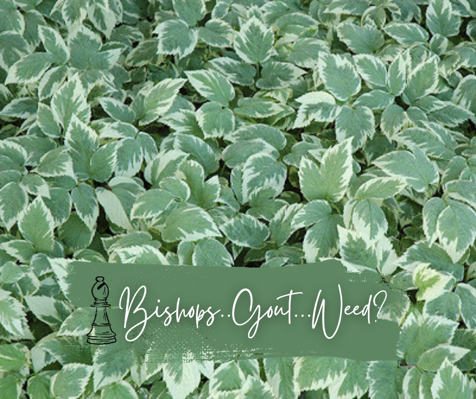 Biships.. Gout... Weed Blog Photo