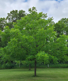 Black Walnut Edited