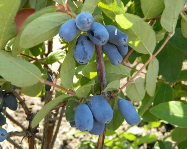 Boreal Beast Honeyberry Vanstone Okay Use