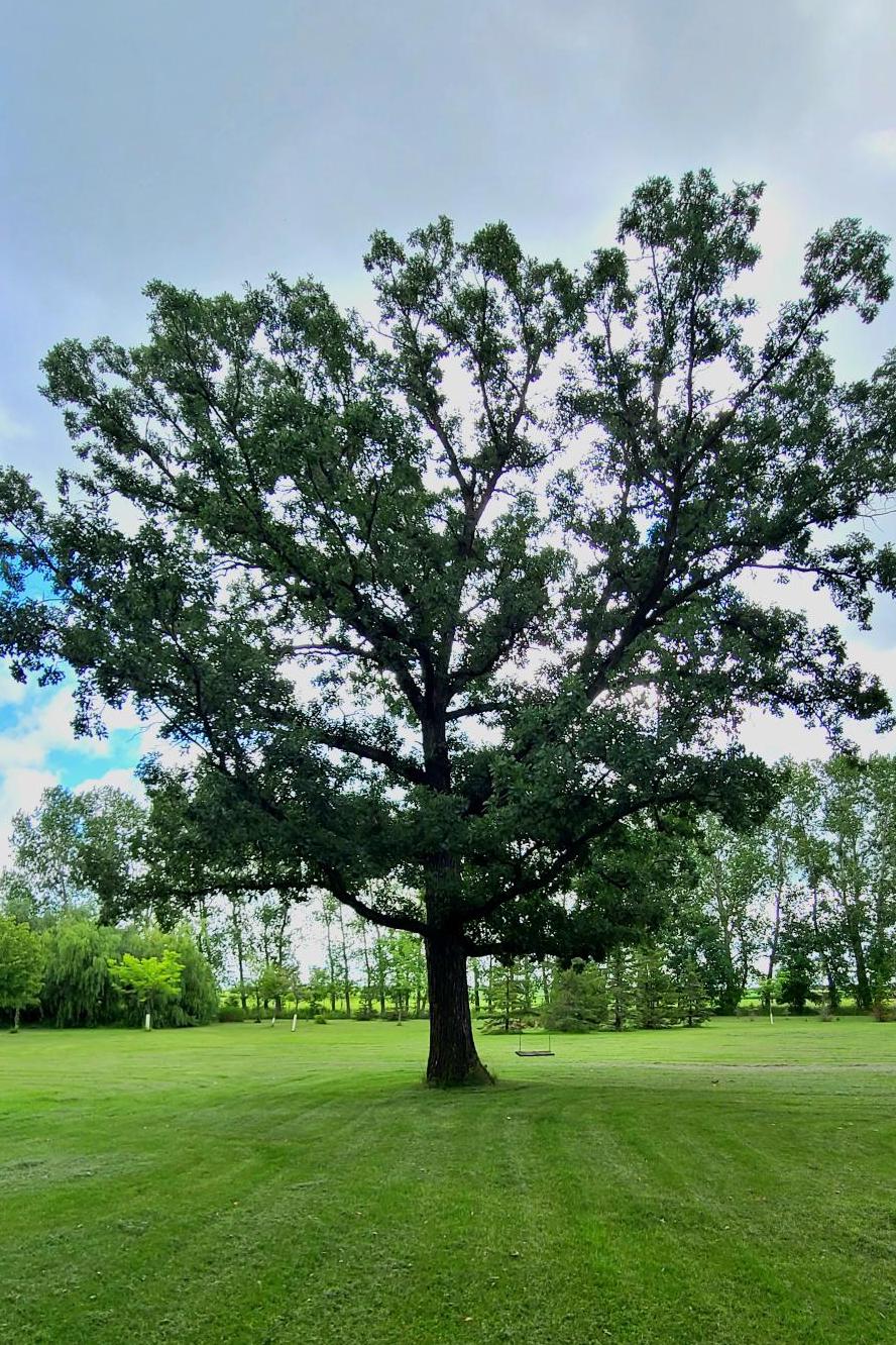 Burr Oak Established Mhv
