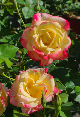 Campfire Rose Edited