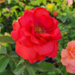 Canadian Shield Rose