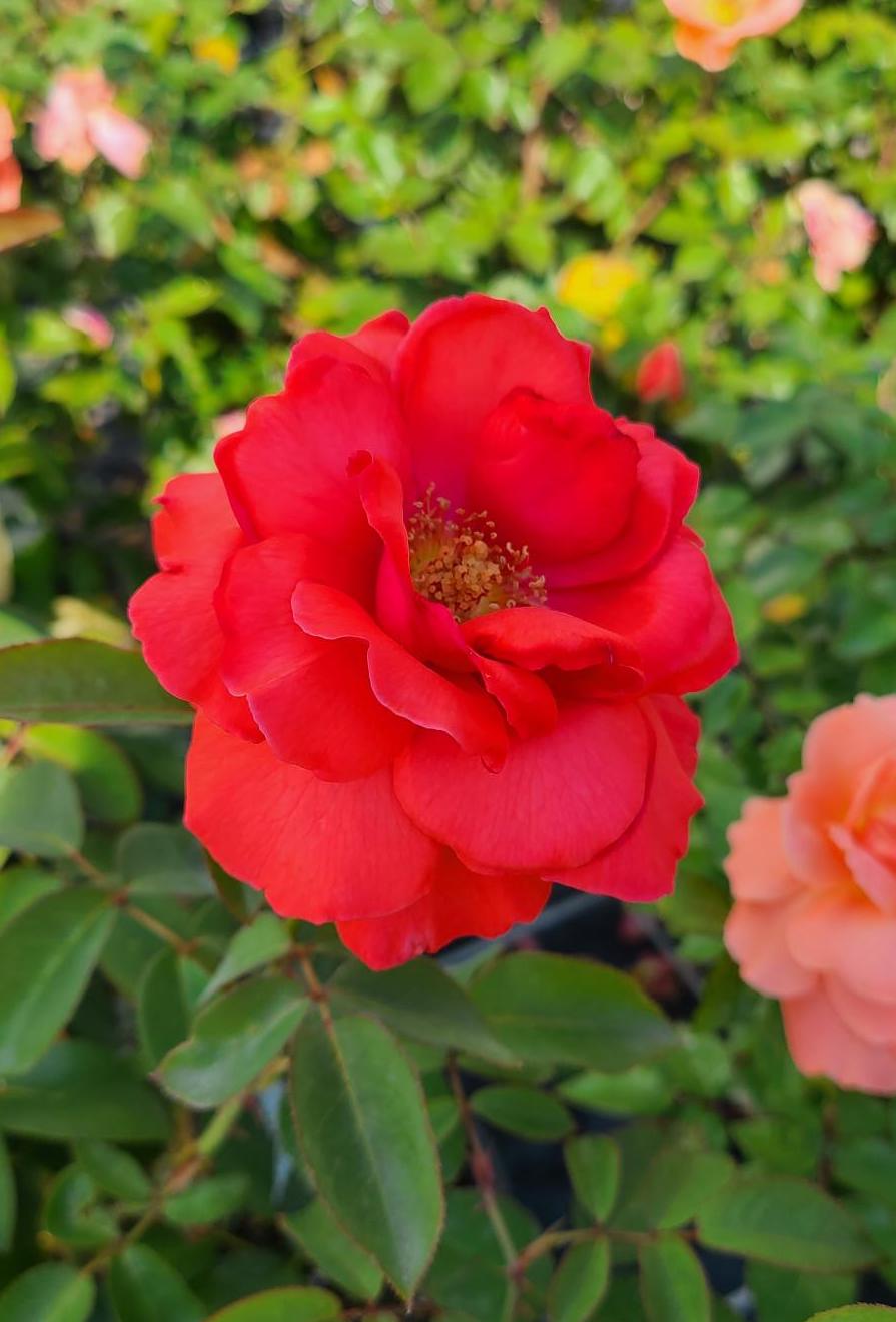 Canadian Shield Rose