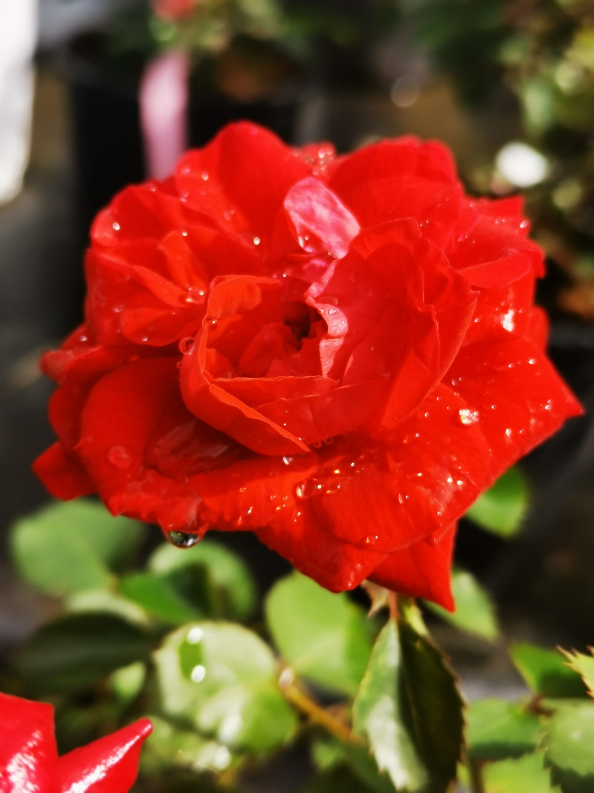 Canadian Shield Rose (1)
