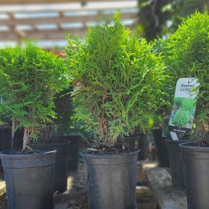 Cedar Danica