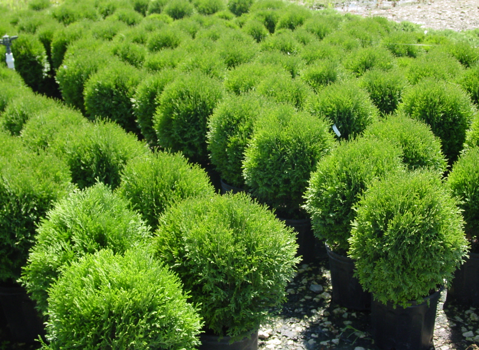 Cedar Little Giant Aubin Nurseries