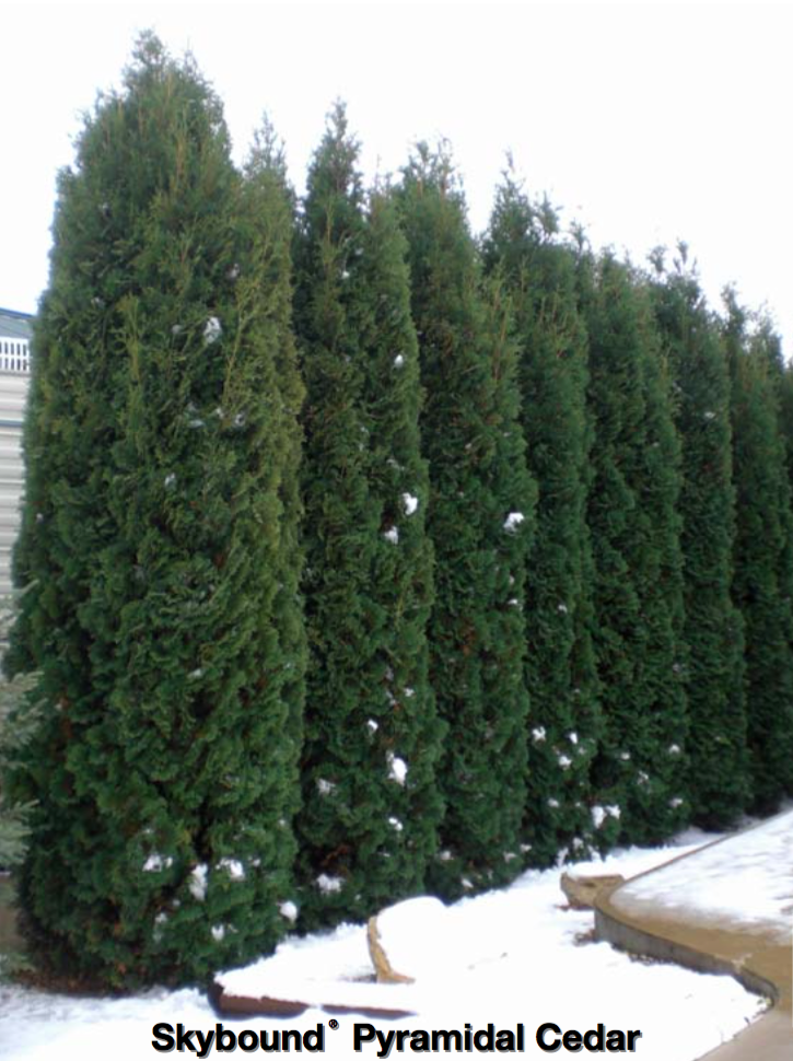 Cedar Skybound Jeffries Nurseries