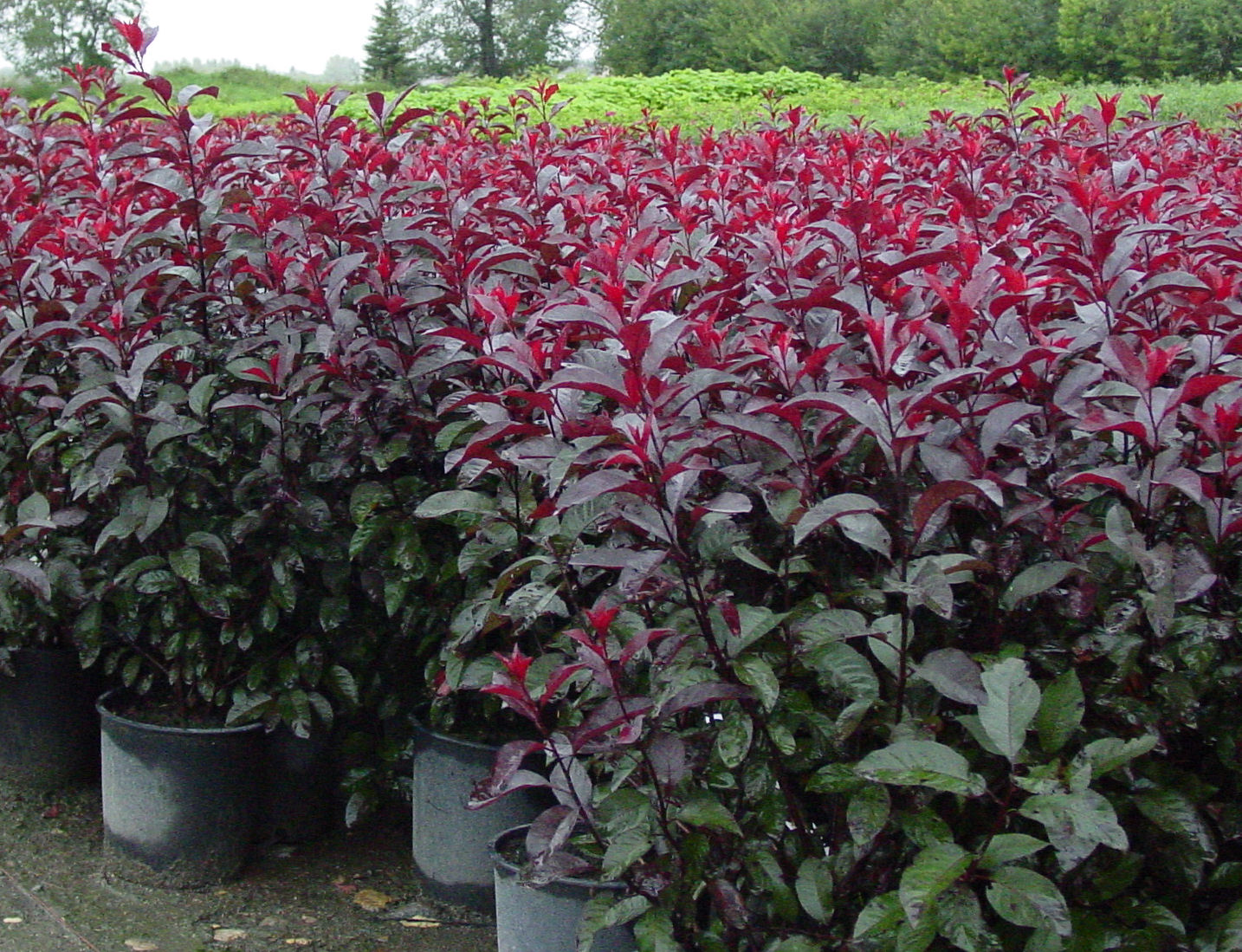 Prunus Cistena, Cistena Cherry (purple Leaf Sandcherry) #2 Container