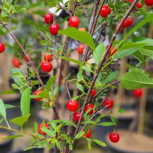 Cherry Cupid Treeform (flyer)