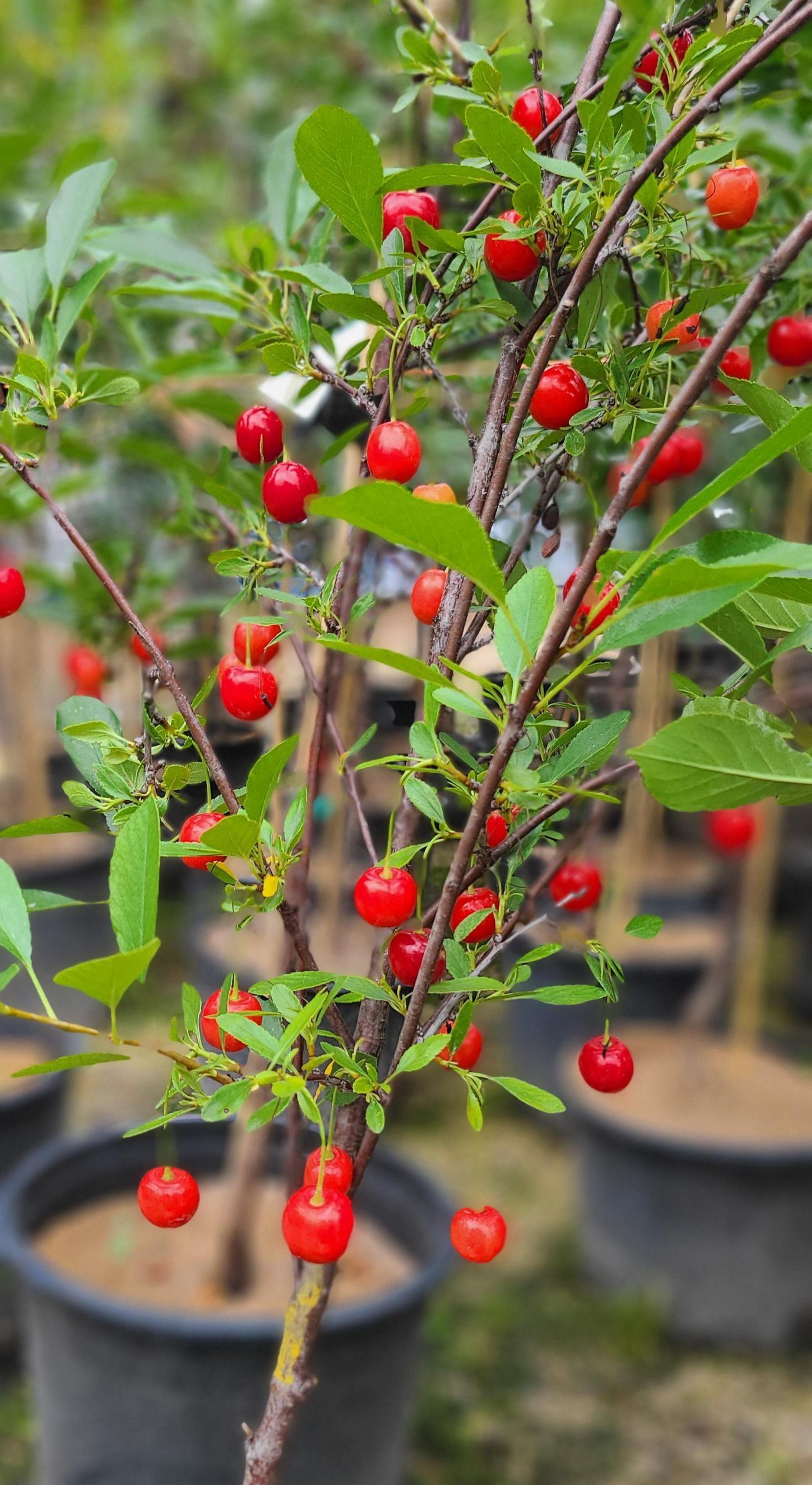 Cherry Cupid Treeform (flyer)