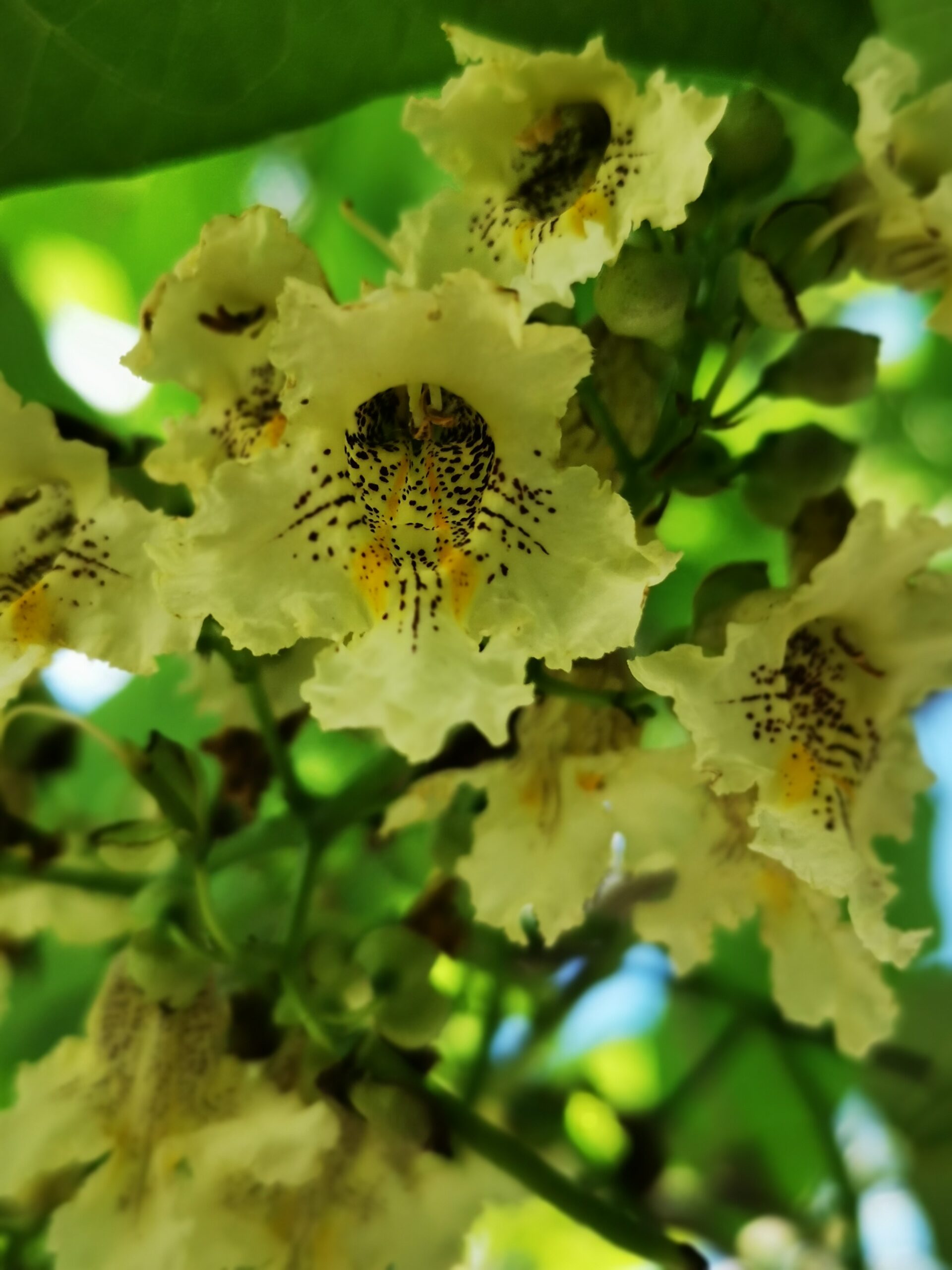 Chinese Catalpa Bloom