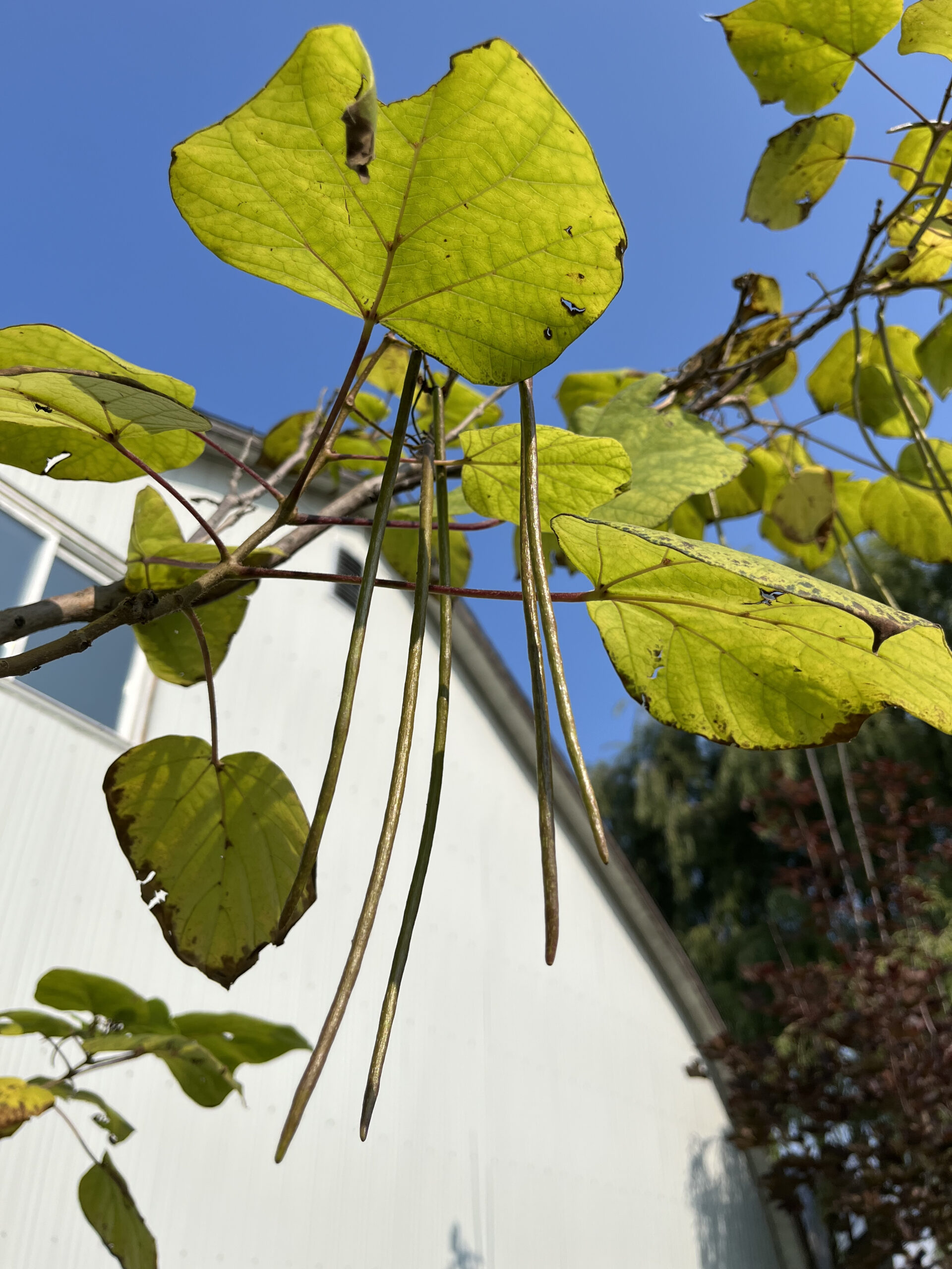 Chinese Catalpa Seed Pods