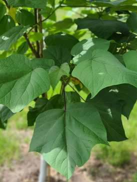 Chinese Catalpa Edited