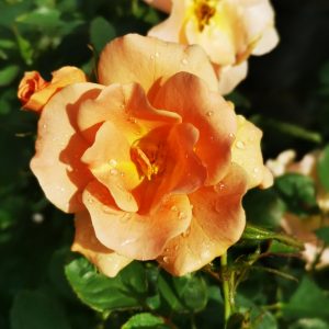 Chinooks Rose
