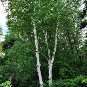 Clump Paper Birch