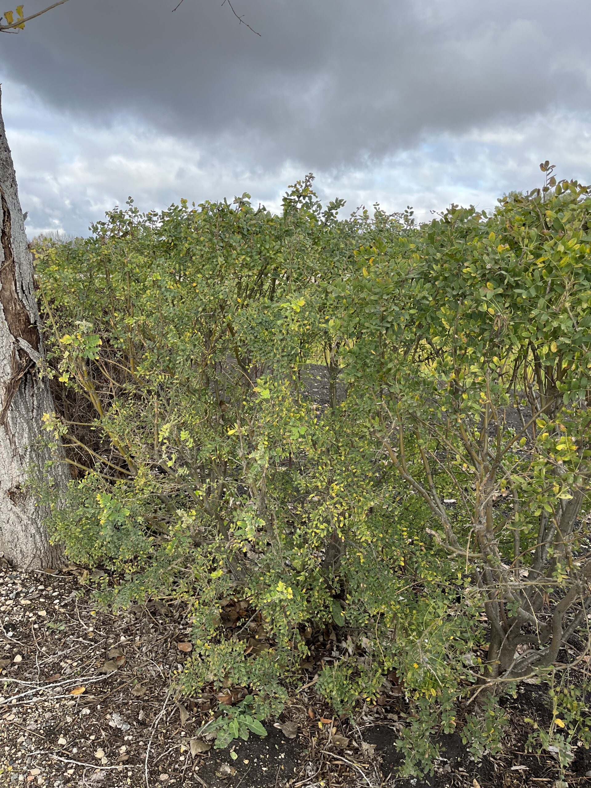 Common Caragana (established)