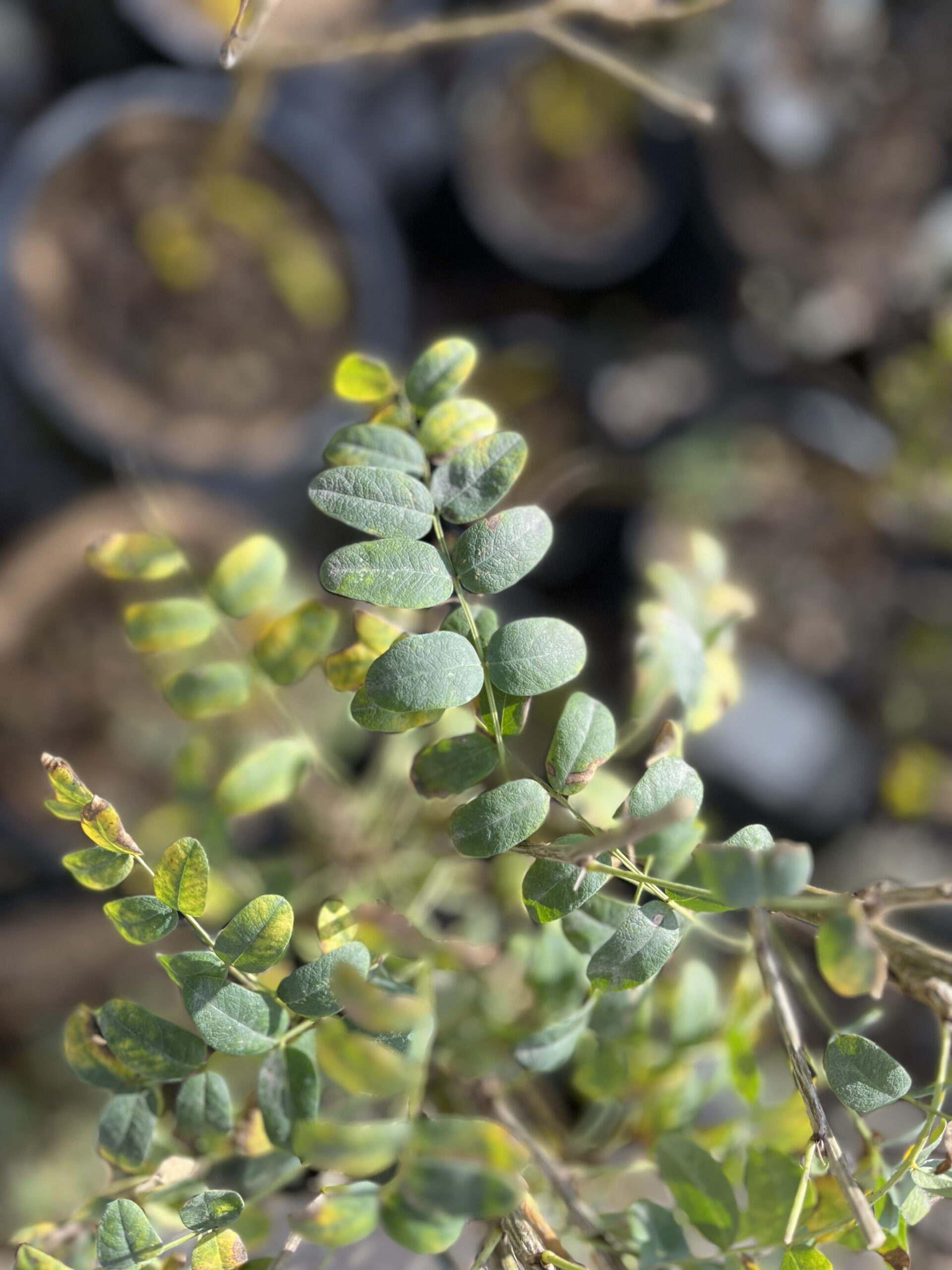 Common Caragana (foliage)