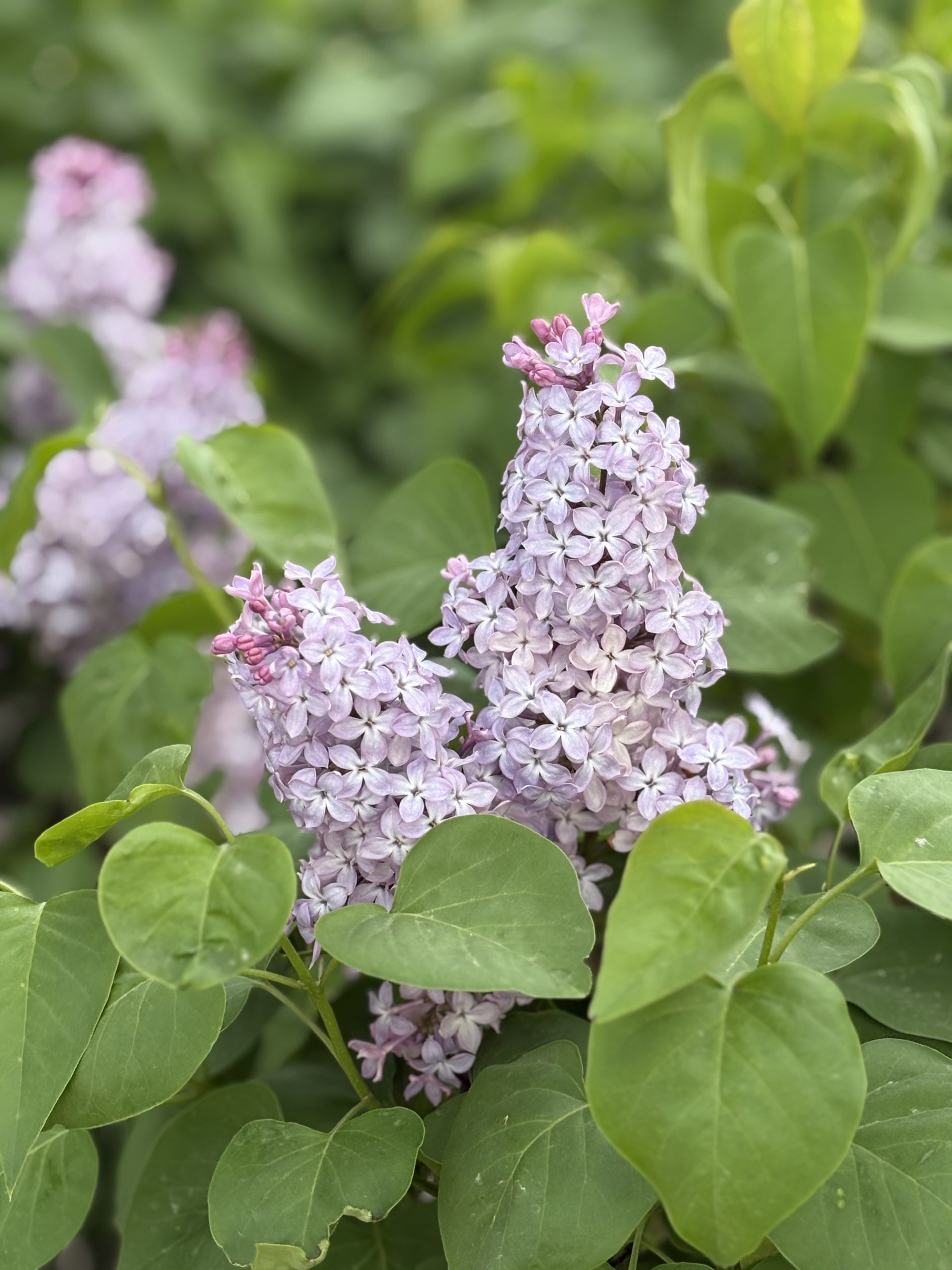 Common Lilac Bloom (1)