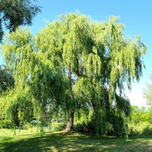 Copy Of Willow Lace Weeping Kristelle's Photo (1)